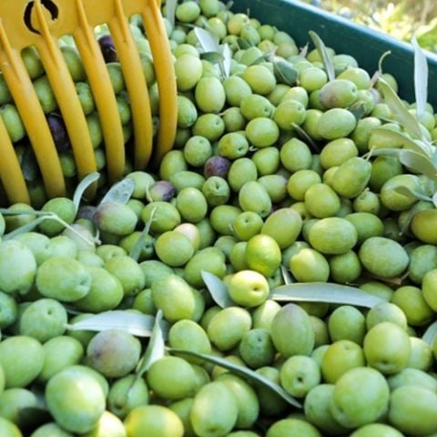 Kırmalık Zeytin Fidanı Olive