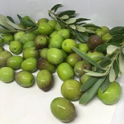 Kırmalık Zeytin Fidanı Olive