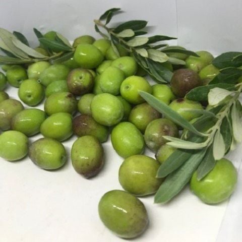 Kırmalık Zeytin Fidanı Olive