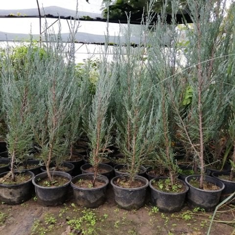 Roket Ardıç Fidanı Juniperus Virginiana Skyroket