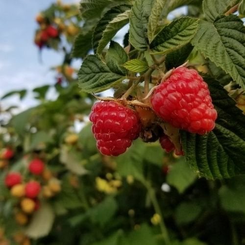 Ahududu Frambuaz Fidanı