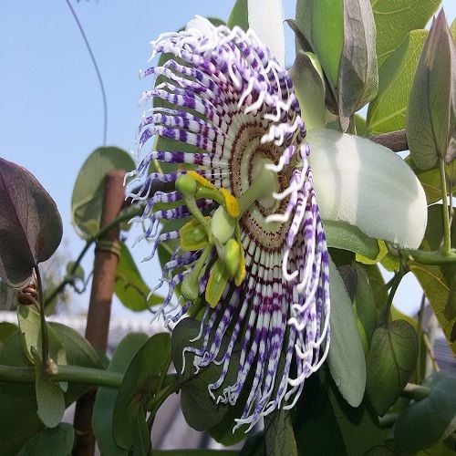 Actinia Çarkıfelek Çiçeği Fidanı Passiflora Caerulea
