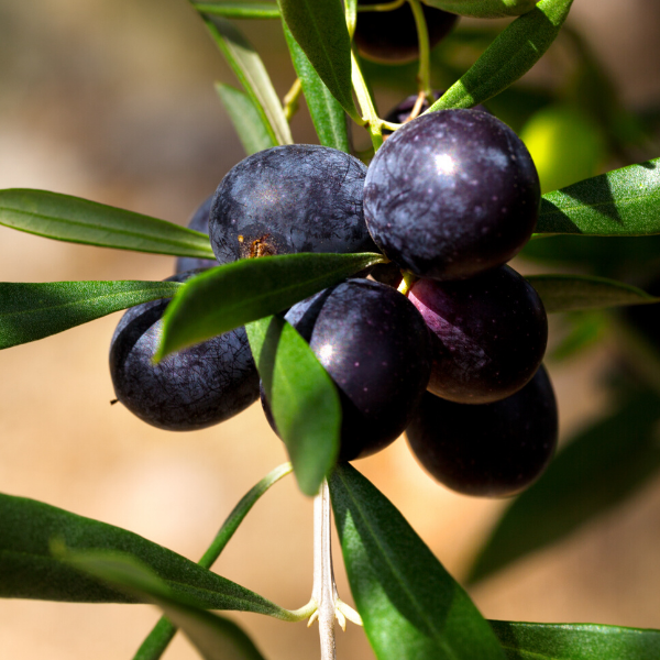 Delice Zeytin Fidanı 40 cm