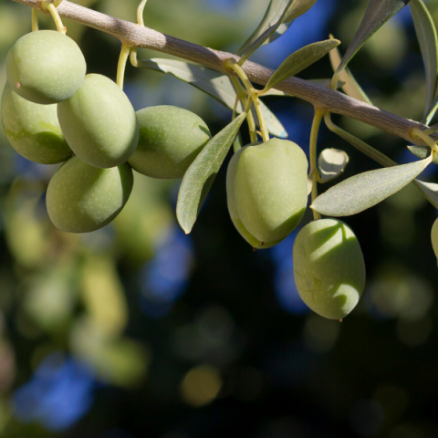 Delice Zeytin Fidanı 40 cm