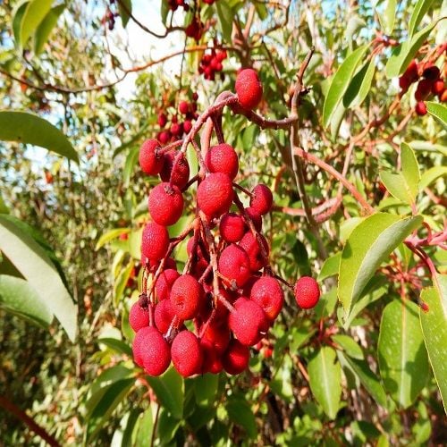 Sandal Ağacı Fidanı Arbutus Andrachne