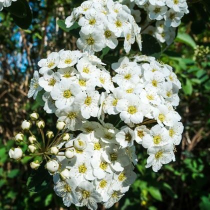 İspirya Çiçeği Keçi Sakalı Spiraea Vanhouttei