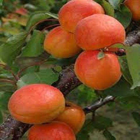 Hoşaflık Kayısı Fidanı Prunus Albenia