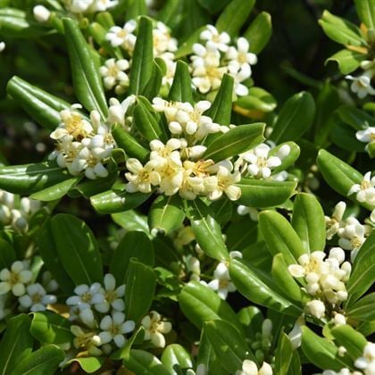 Pitos Porum Fidanı Yıldız Çalısı Tobira Nana Pittosporum