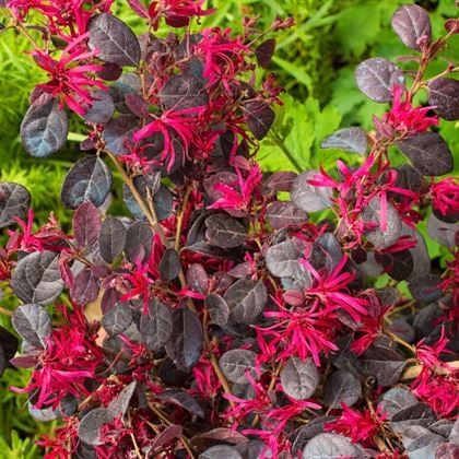 Loropetalum Fidanı Lorapetalum  25 cm