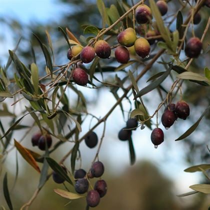 Zeytin Fidanı Memecik Yağlık Olea