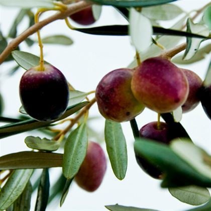 Zeytin Fidanı Memecik Yağlık Olea