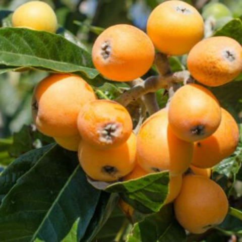 Malta Eriği Yeni Dünya Fidanı 80 Cm