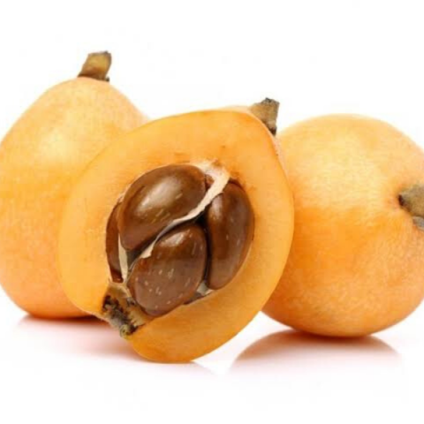 Malta Eriği Yeni Dünya Fidanı 80 Cm