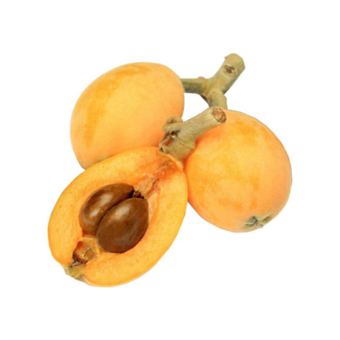 Malta Eriği Yeni Dünya Fidanı 80 Cm