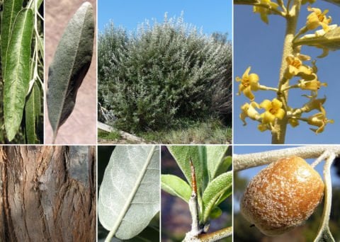 İğde Ağacı Fidanı