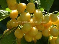 Tatlı Sarı Kiraz Fidanı