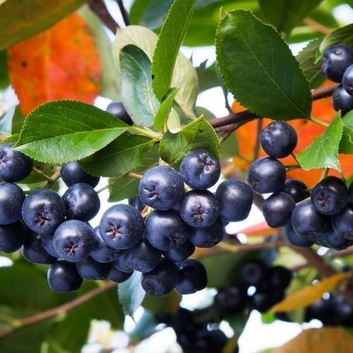 Siyah Wiking Aronya Fidanı