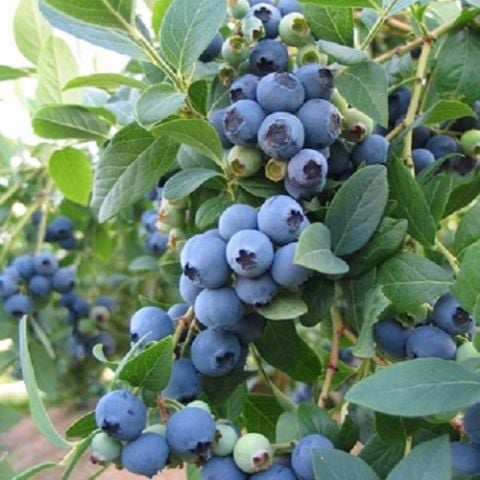 Mavi Yemiş Fidanı Vaccinium Macrocarpon