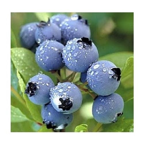 Mavi Yemiş Fidanı Vaccinium Macrocarpon