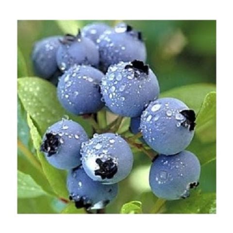 Mavi Yemiş Fidanı Vaccinium Macrocarpon