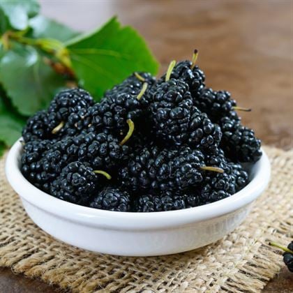 Karadut Fidanı Çok Kalitelidir Morus Nigra