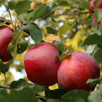 Amasya Elması Fidanı