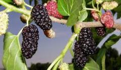 Karadut Fidanı Çok Kalitelidir Morus Nigra