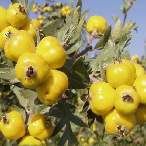 Belen Alıç Fidanı Crataegus Monogyna