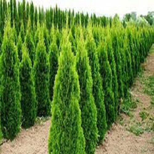 Piramit Mazı Fidanı