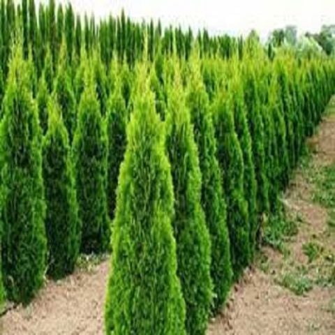 Piramit Mazı Fidanı