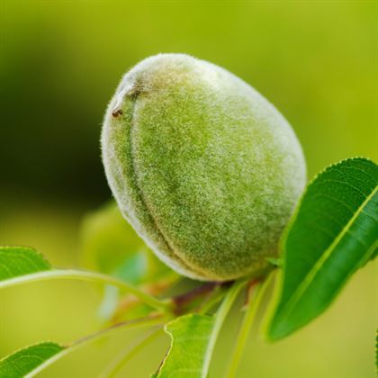 Badem Fidanı  İri Kaliteli Amygdalus Communis