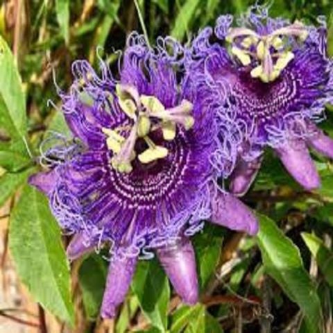 İncarnata Çarkıfelek Çiçeği Fidanı Passiflora Caerulea