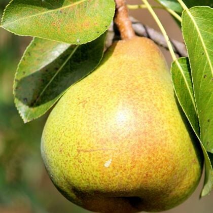 Margarita Armut Fidanı Margarita Marilla