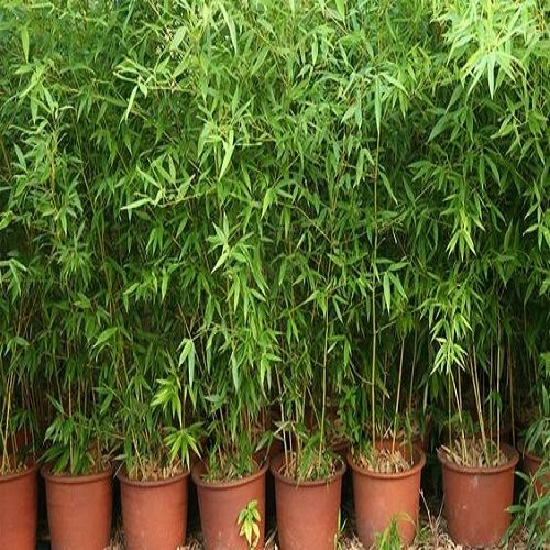 Sarı Bambu Fidanı