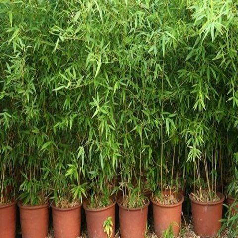 Sarı Bambu Fidanı Hakiki