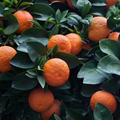 Turunç Fidanı Citrus Aurantium