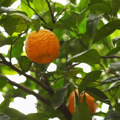 Turunç Fidanı Citrus Aurantium