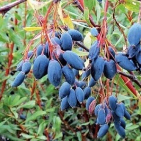 Karamuk Fidanı Karamık Berberis Kadın tuzluğu