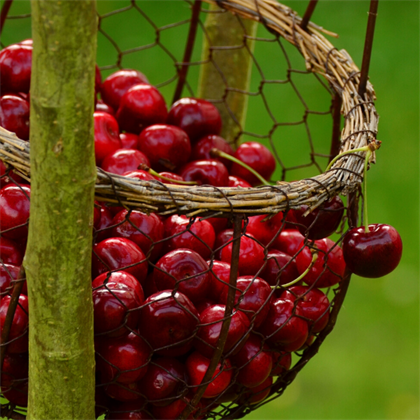Erkenci Kiraz Fidanı Prunus Avium