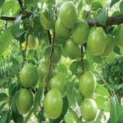 Papaz Eriği Erik Fidanı  Prunus Donestica