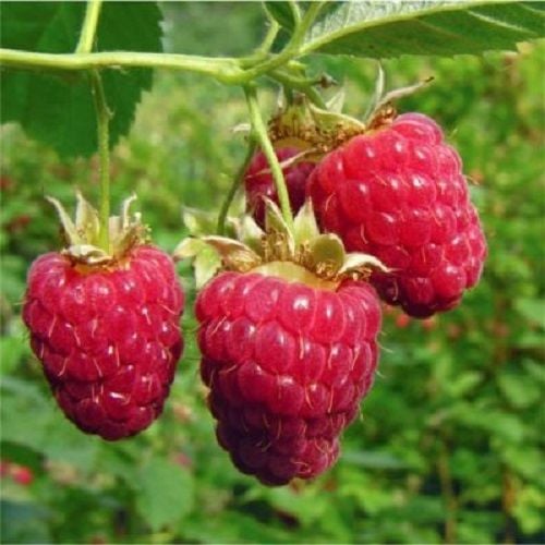 Aksu Pembesi Ahududu Fidanı Rubus İdaeus