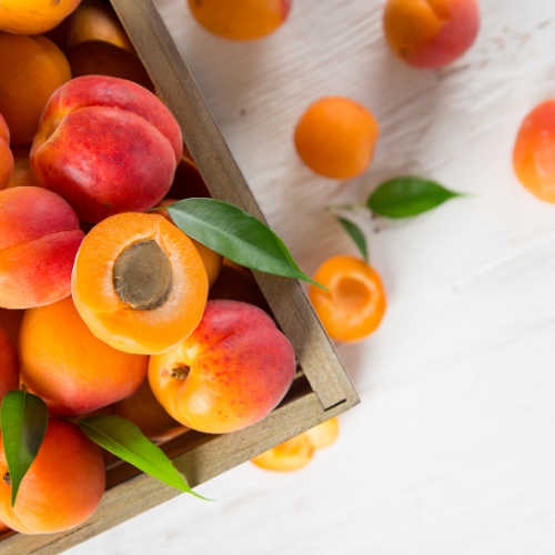 Kırmızı Kayısı Fidanı Prunus Armeniaca