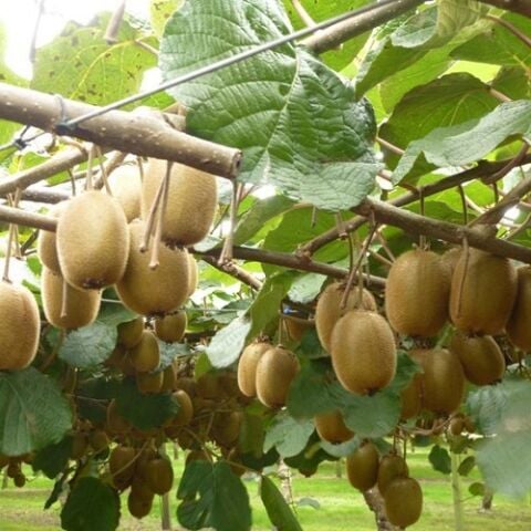 Hayvard Kivi Fidanı Actinidia Deliciosa