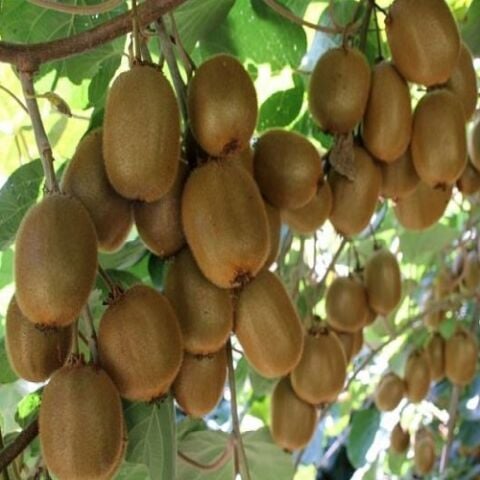 Hayvard Kivi Fidanı Actinidia Deliciosa