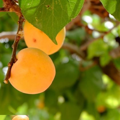 Zaza Kayısı Fidanı