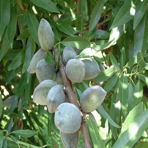 Laurenne Badem Fidanı