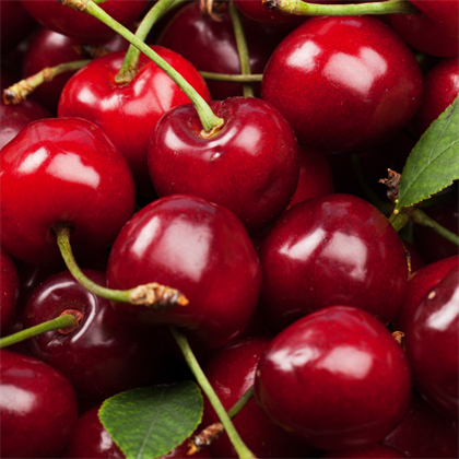 Kiraz Fidanı Napolyon 0900 Prunus Avium