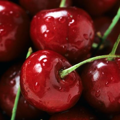 Kiraz Fidanı Napolyon 0900 Prunus Avium