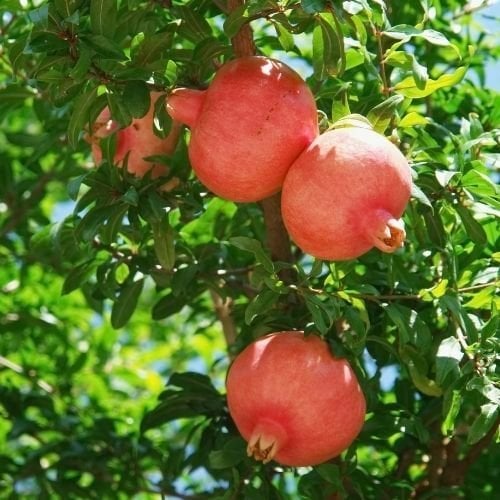 Çekirdeksiz Nar Fidanı