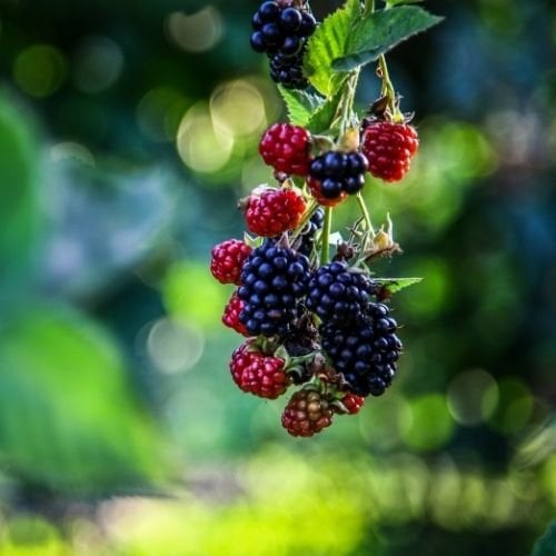 Dikensiz Böğürtlen Fidanı Arapaho Rubus